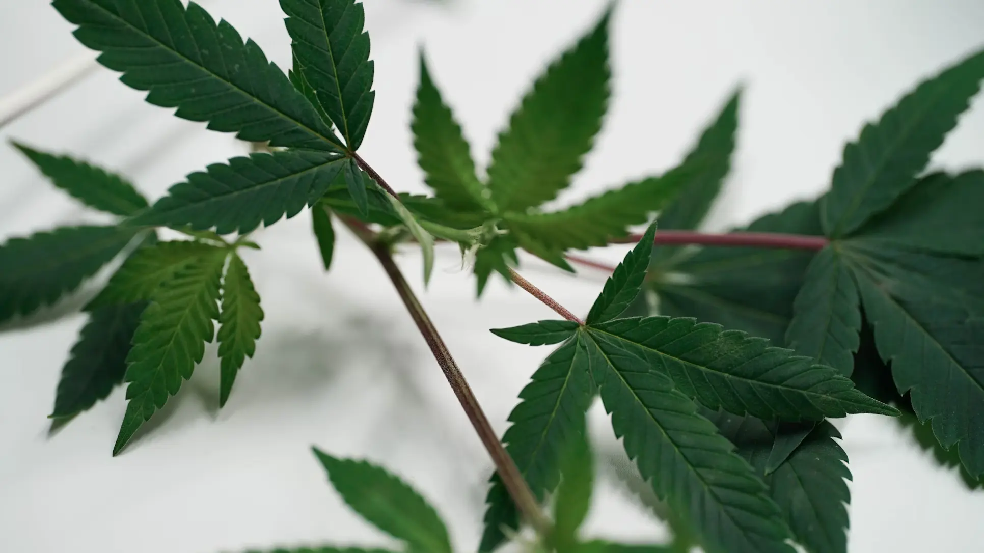 T. Smith & Associates